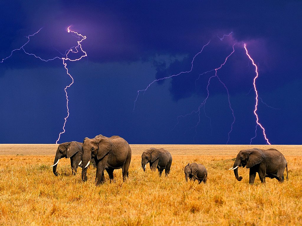 Elephants in an Approaching Storm